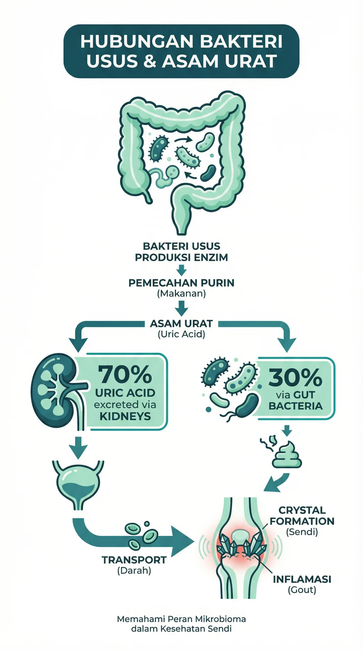 Infografik asam urat dan hubungan bakteri usus