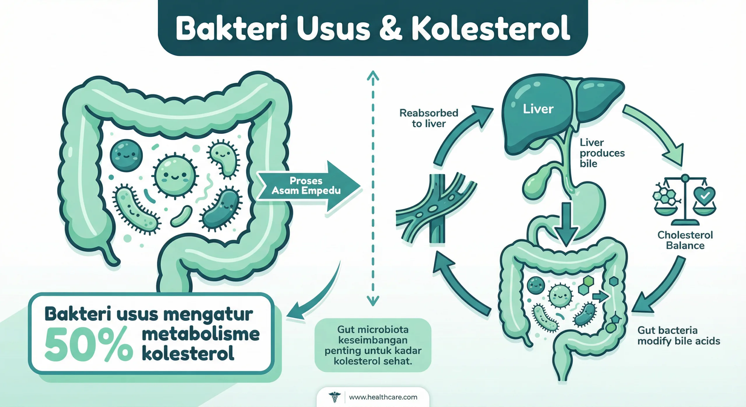 Infografik kolesterol tinggi dan hubungan bakteri usus