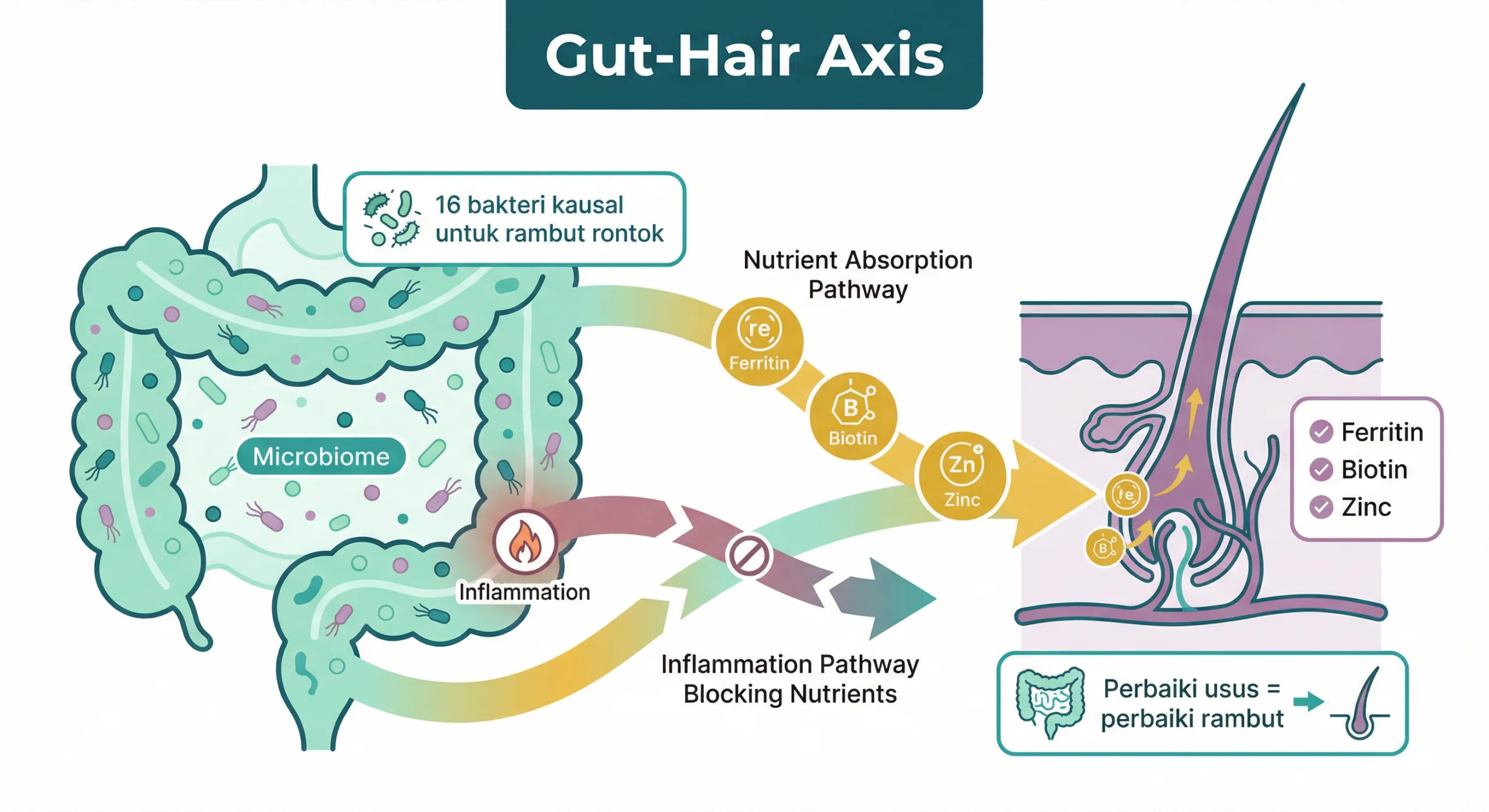 Infografik penyebab rambut rontok parah dan gut-hair axis