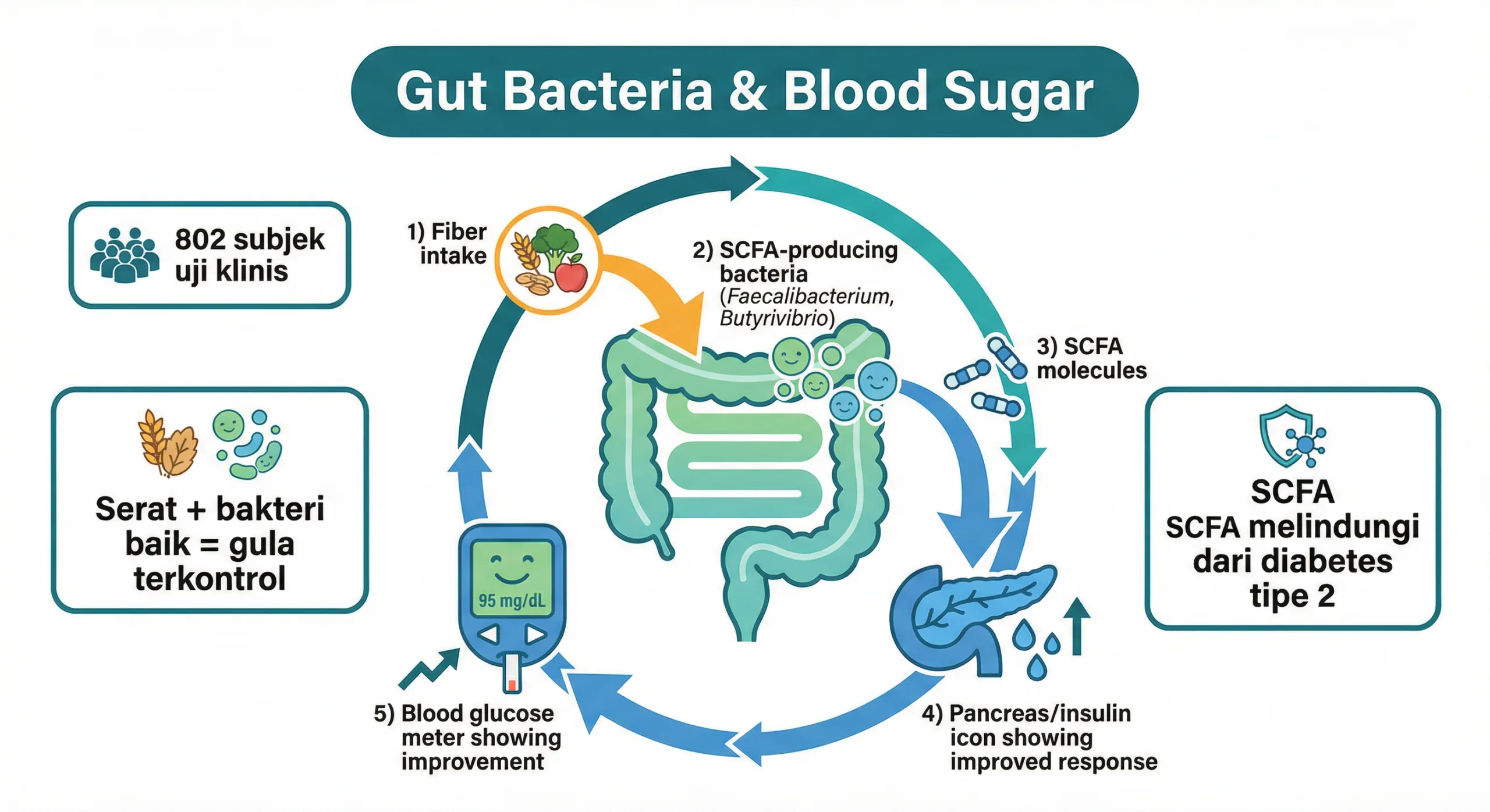 Infografik cara menurunkan gula darah lewat bakteri usus dan SCFA