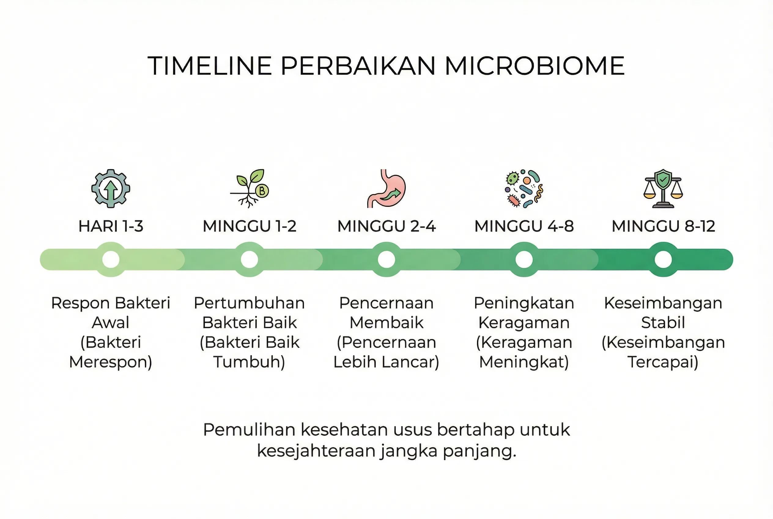 Infografis timeline perbaikan microbiome dari minggu ke minggu memperbaiki microbiome
