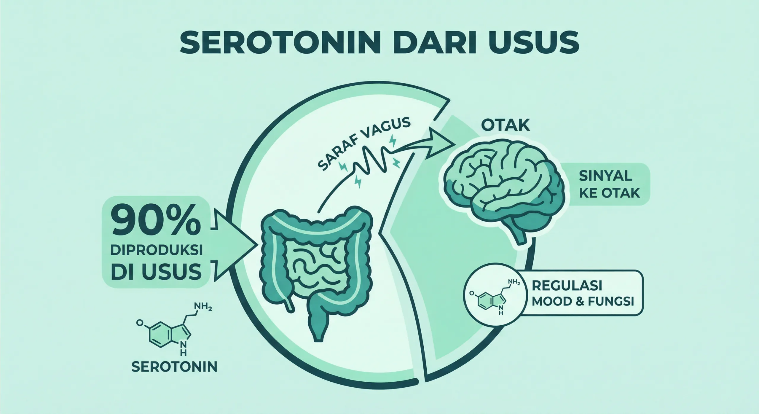 Infografik serotonin dan hubungan bakteri usus