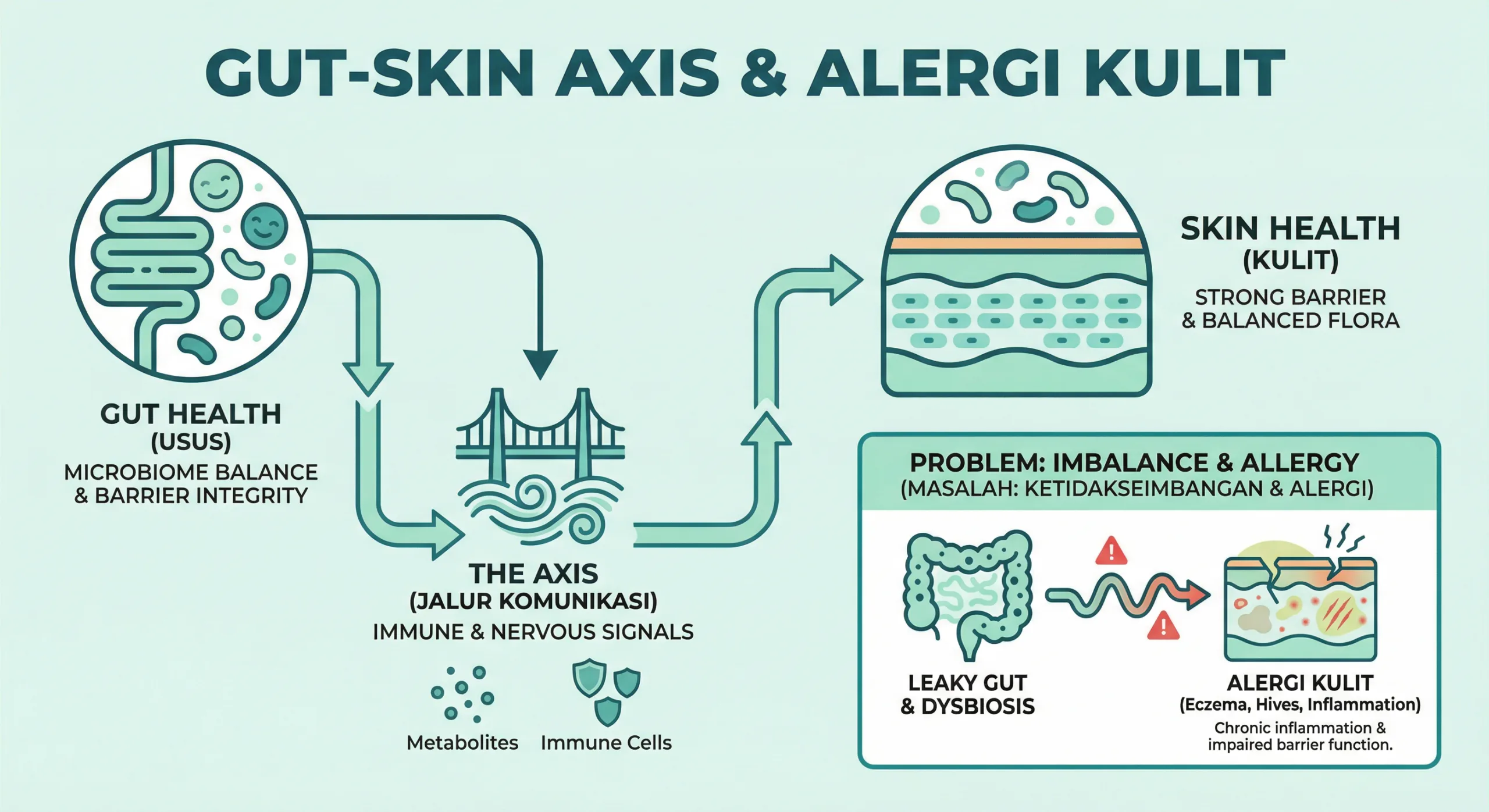 Infografik alergi kulit dan hubungan bakteri usus