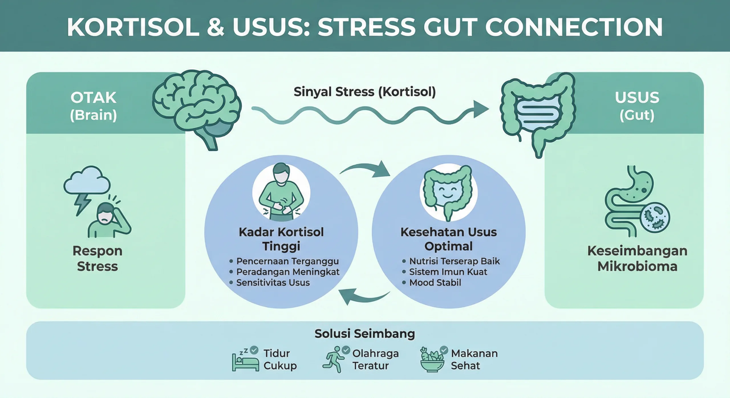 Infografik hormon kortisol dan hubungan bakteri usus
