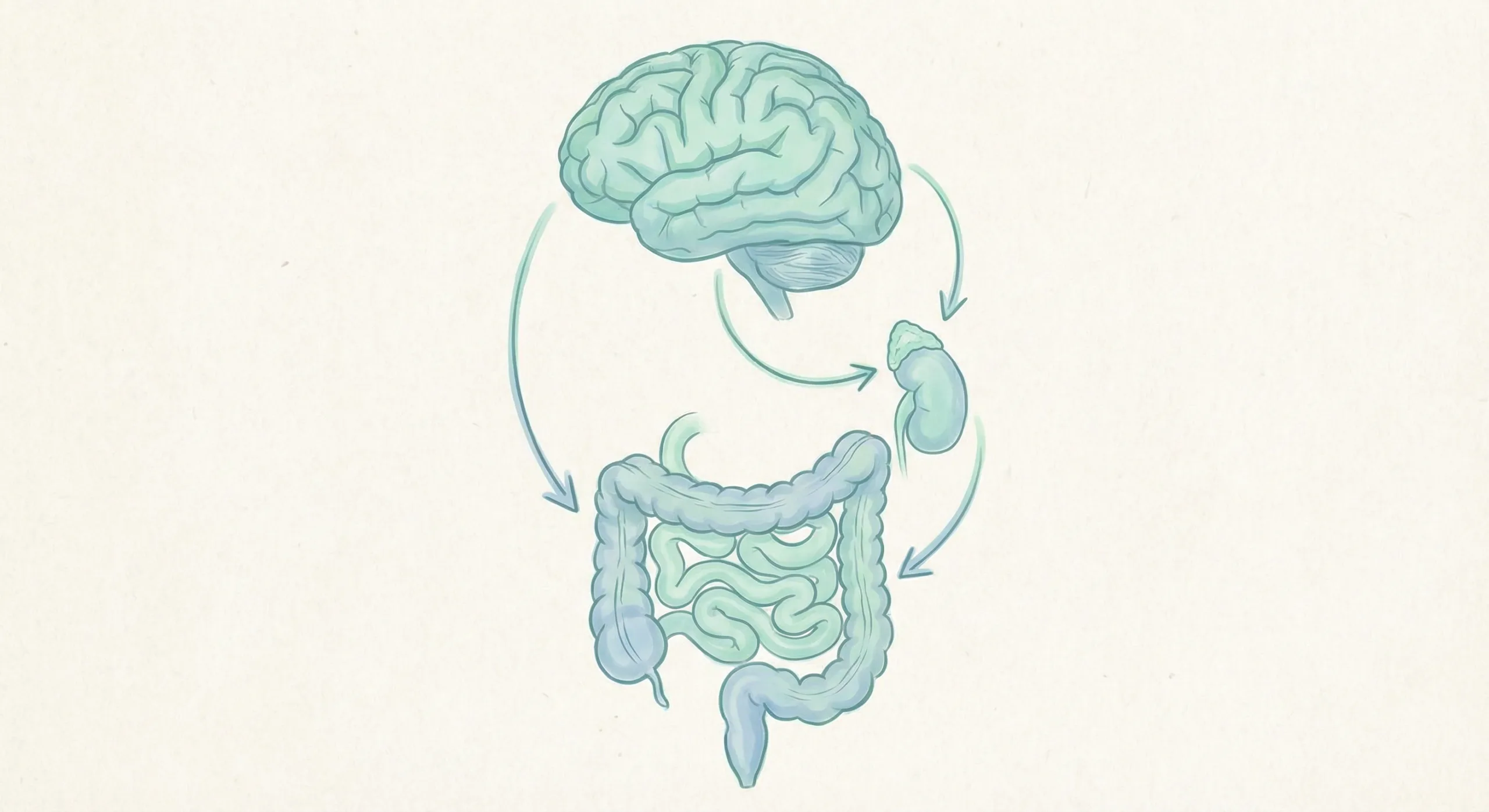 Hubungan hormon kortisol dengan mikrobiom usus