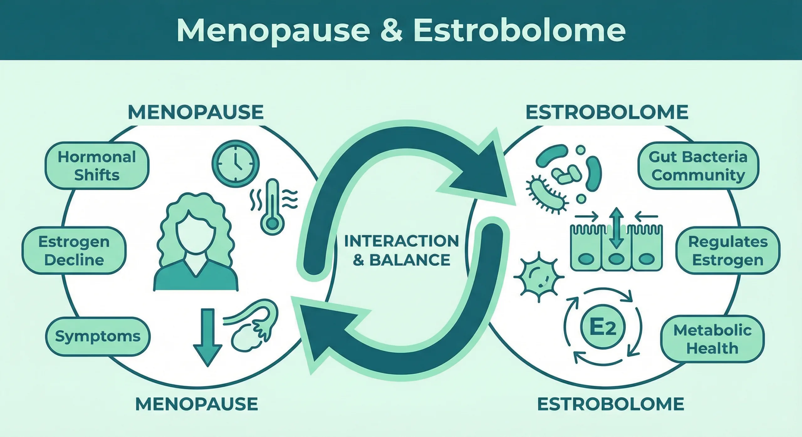 Infografik menopause dan hubungan bakteri usus