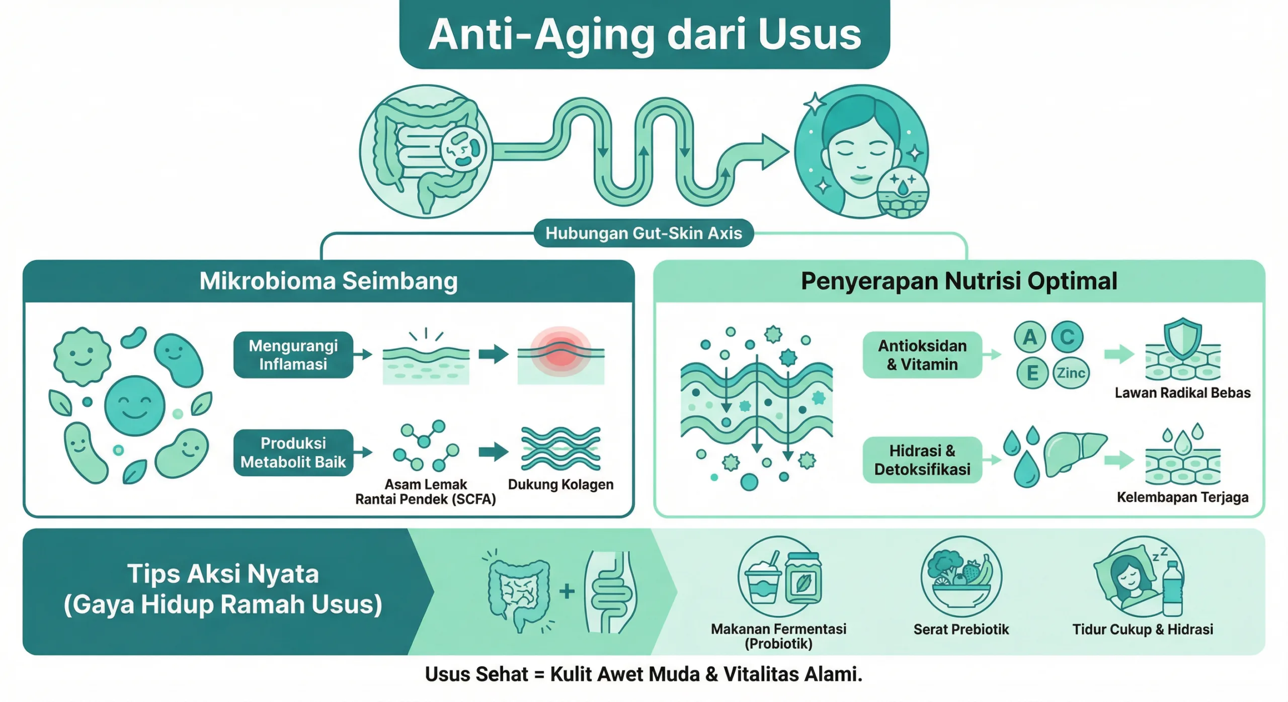 Infografik penuaan dini dan hubungan bakteri usus