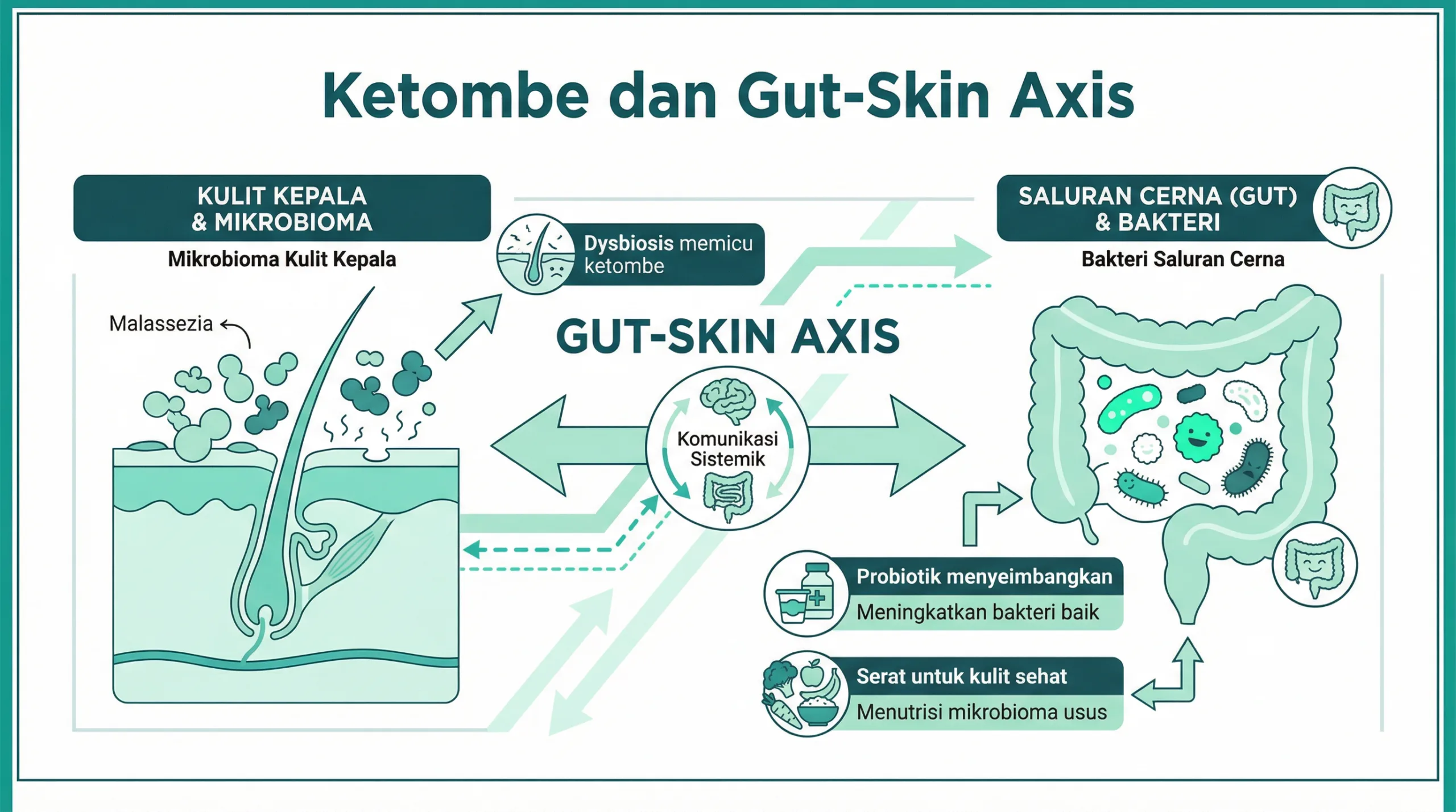 Infografik ketombe dan hubungan bakteri usus