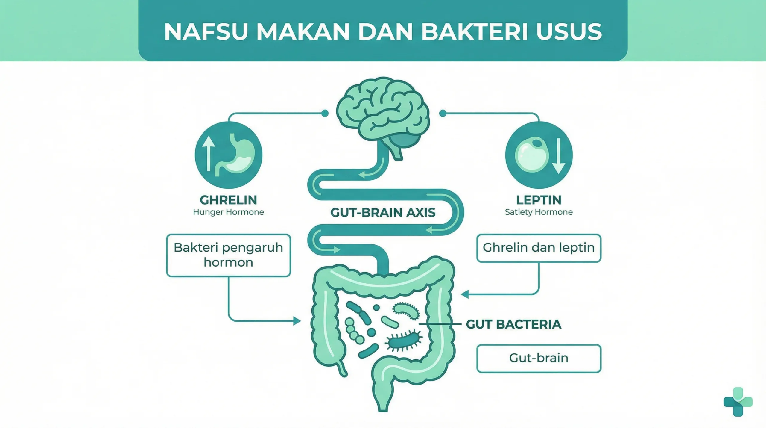Infografik nafsu makan dan hubungan bakteri usus