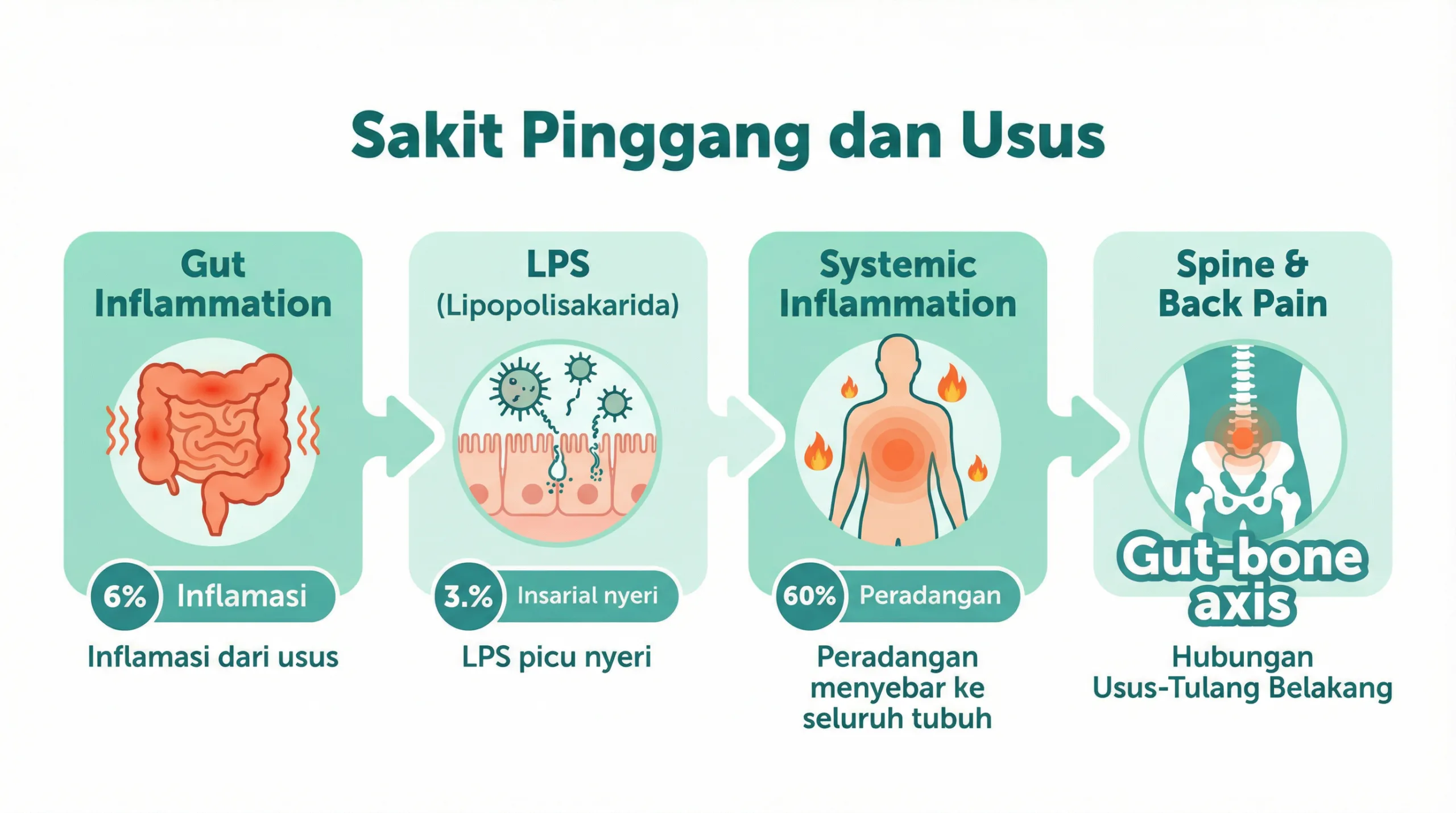 Infografik sakit pinggang dan hubungan bakteri usus