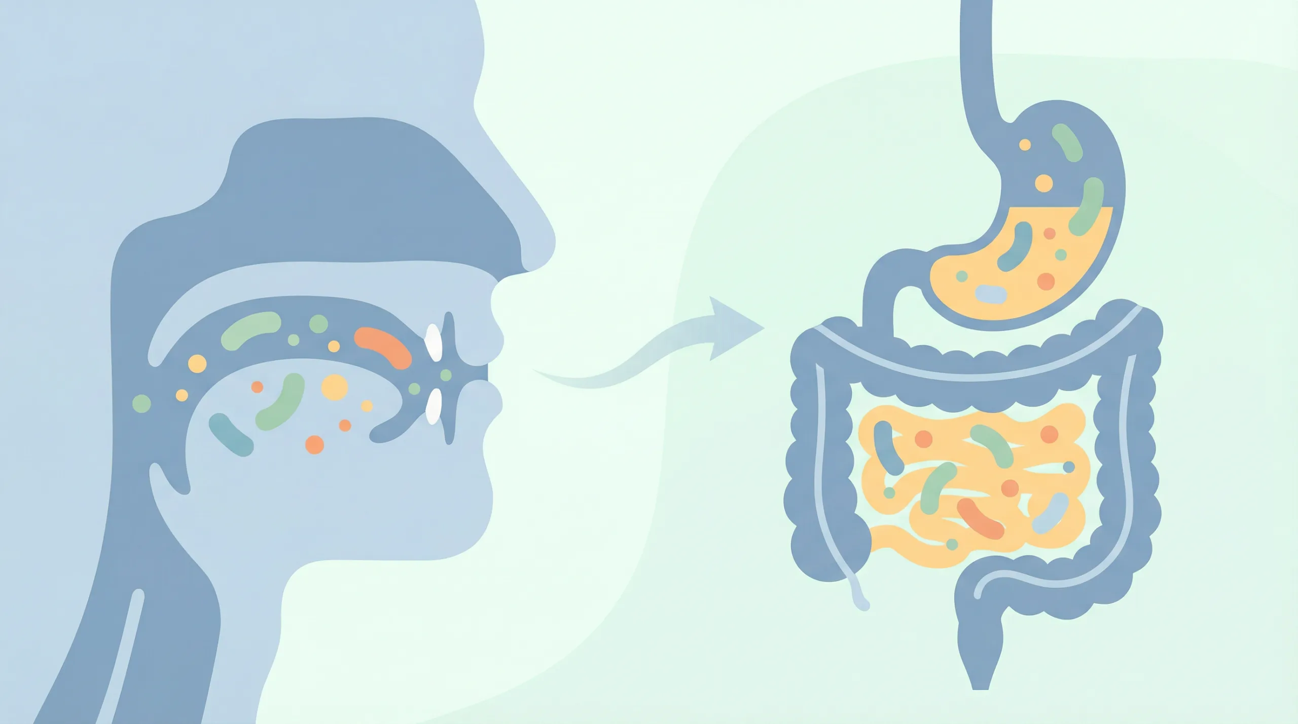 Ilustrasi sariawan - kesehatan usus