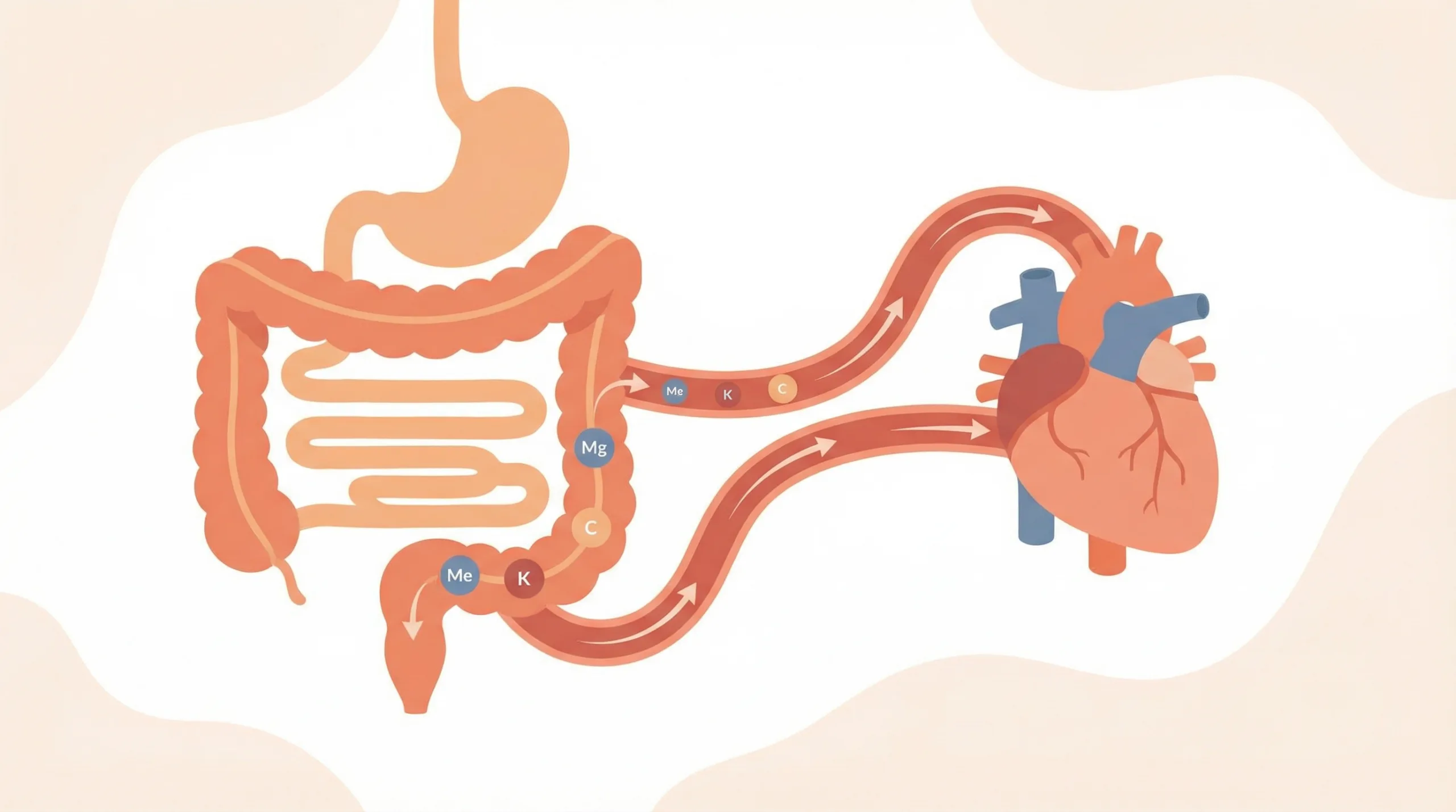 Hubungan jantung berdebar dengan mikrobiom usus