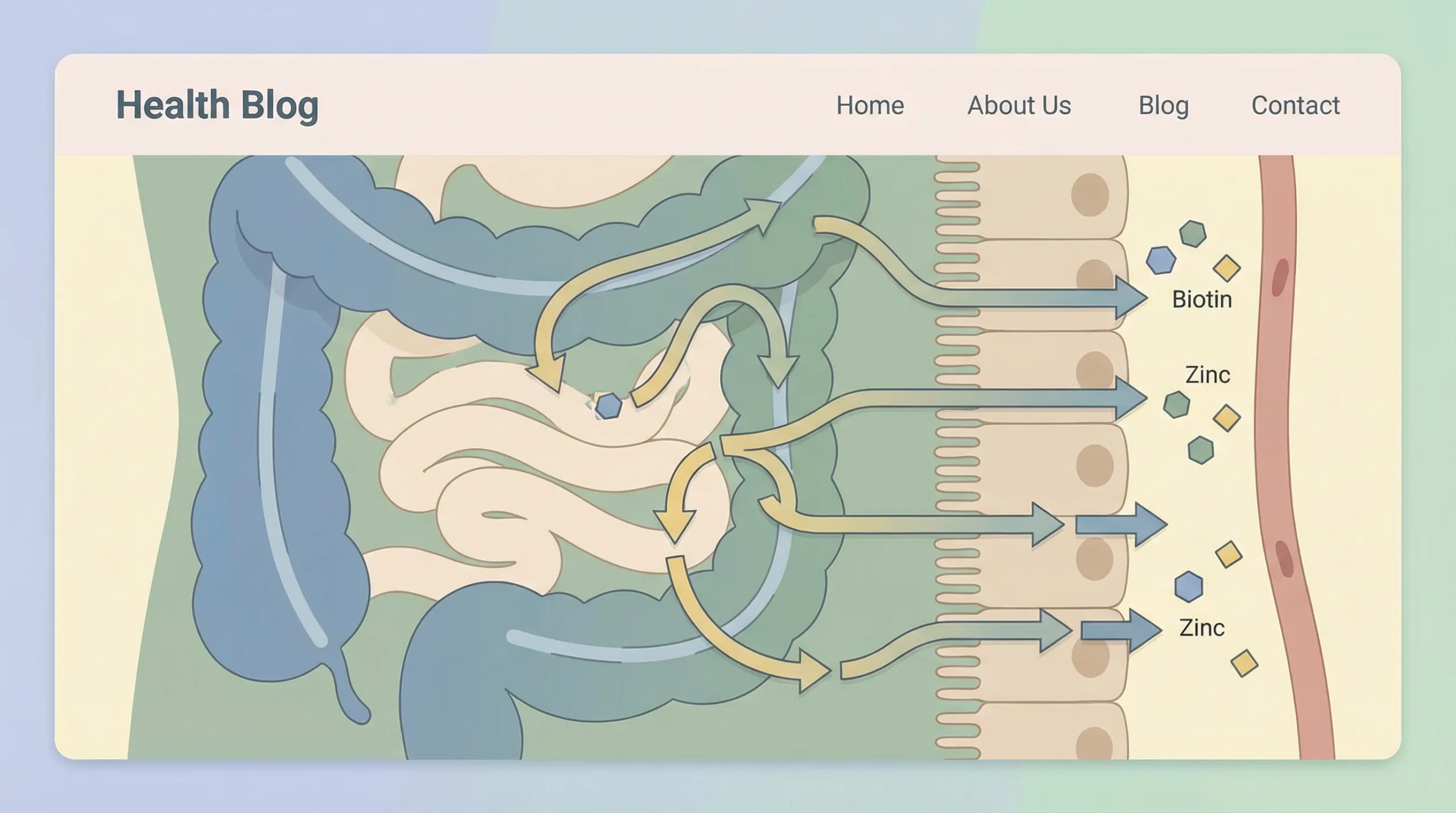 Ilustrasi kuku rapuh - kesehatan usus